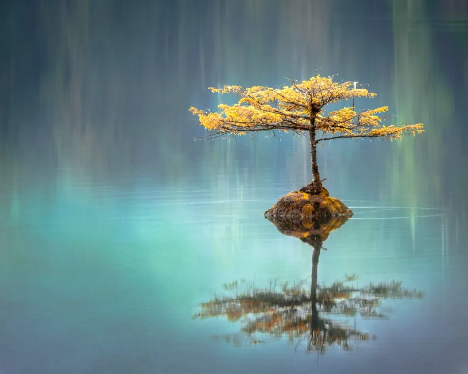 A bansai tree in the water